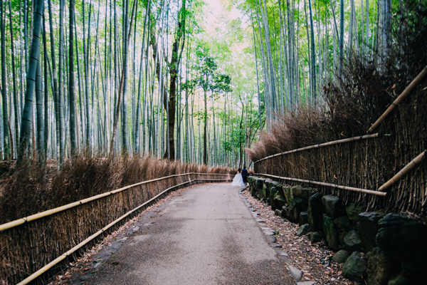 Japan-7-Bamboo-forest